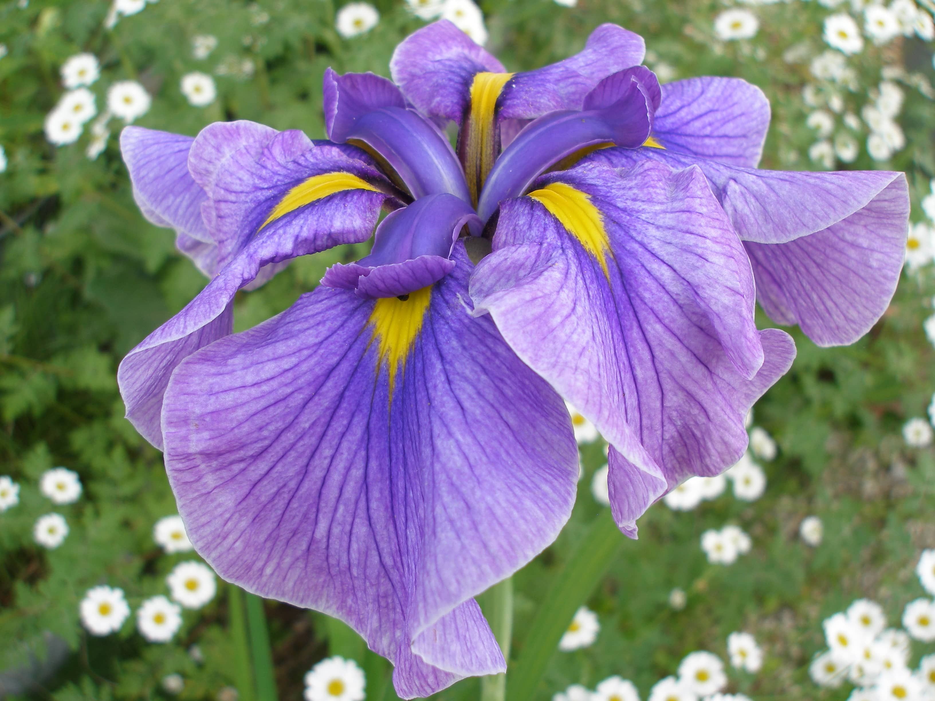 Iris ensata 'Azure'