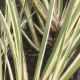 Carex gramineus 'Argenteostriatus'
