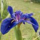 Iris lousiana Dr Favre