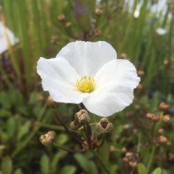 Echinodorus sp fleur blanche