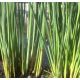 Juncus effusus 'Pencil grass'