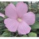 Hibiscus des marais fleur rose