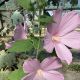 Hibiscus palustris