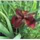 Iris de Louisiane Red Echo