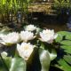 Nymphaea 'Siam Jasmine' très florifère