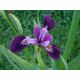 Iris versicolor var. kermesina