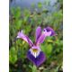 Iris versicolor var. kermesina