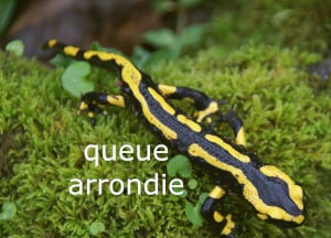 queue de la salamandre