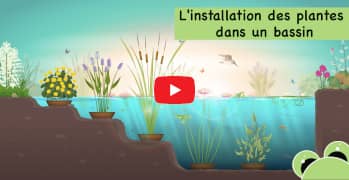 vidéo sur les plantes aquatiques