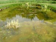 des algues dans le bassin