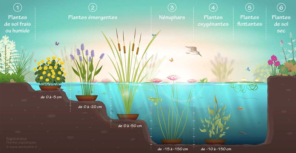 4 plantes seekanne Mini-teichrose superbe eau plante bassin plante 
