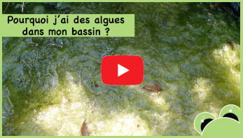 Vidéo sur les algues
