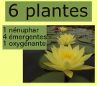 ensemble de plantes pour grand bassin