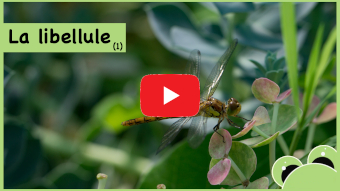 Vidéo sur la découverte des libellules