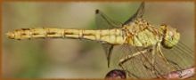 un abdomen de la libellule long et mince